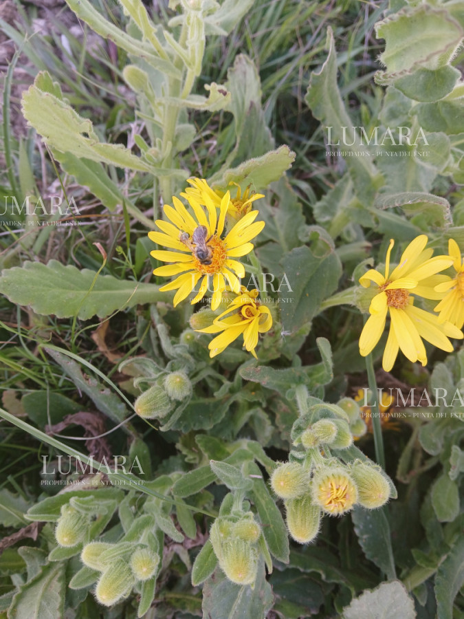 Chacra ID.3757 - venta vhacra 