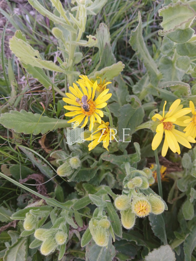 Chacra ID.1461 - VENTA CHACRA