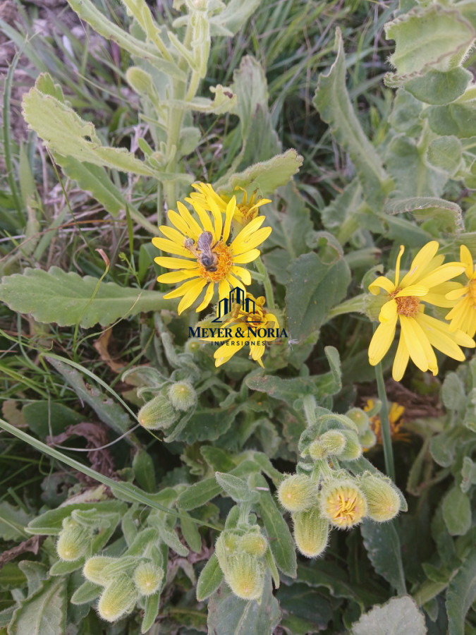 Chacra ID.270 - VENTA CHACRA