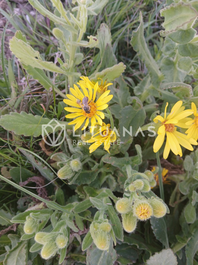 Chacra ID.180 - VENTA CHACRA