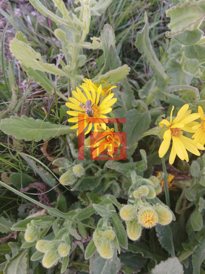 Chacra ID.725 - Se vende chacra en cerro Catedral