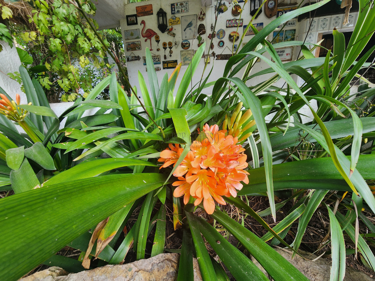 Casa ID.24 - casa en barrio cantegril, un lugar para vivir y soñar 