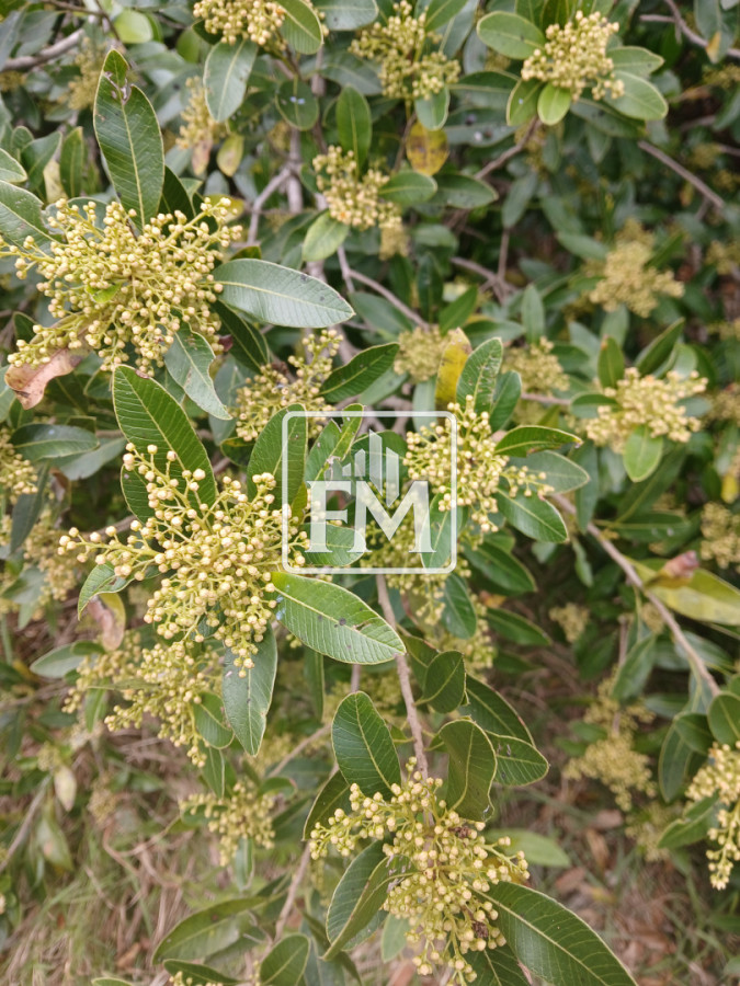 Chacra ID.169 - VENTA CHACRA