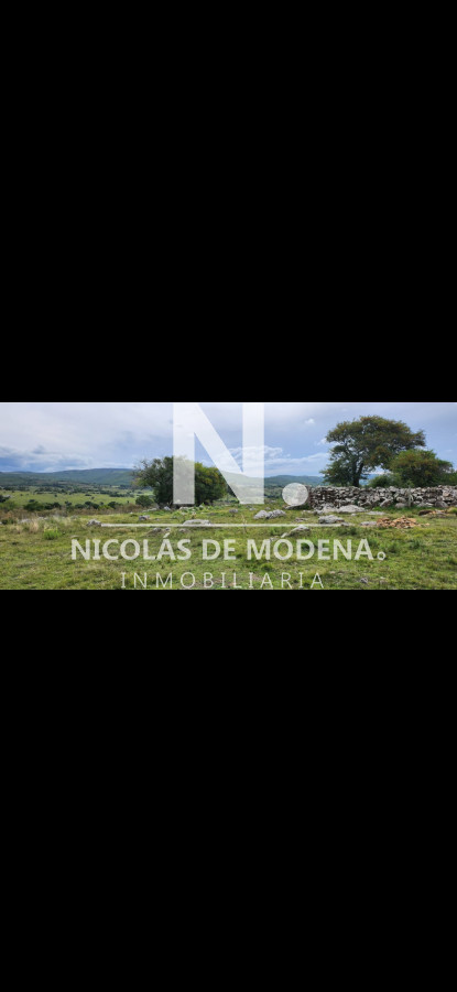 Campo