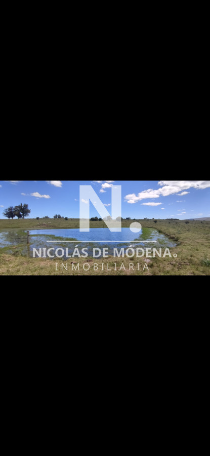 Campo