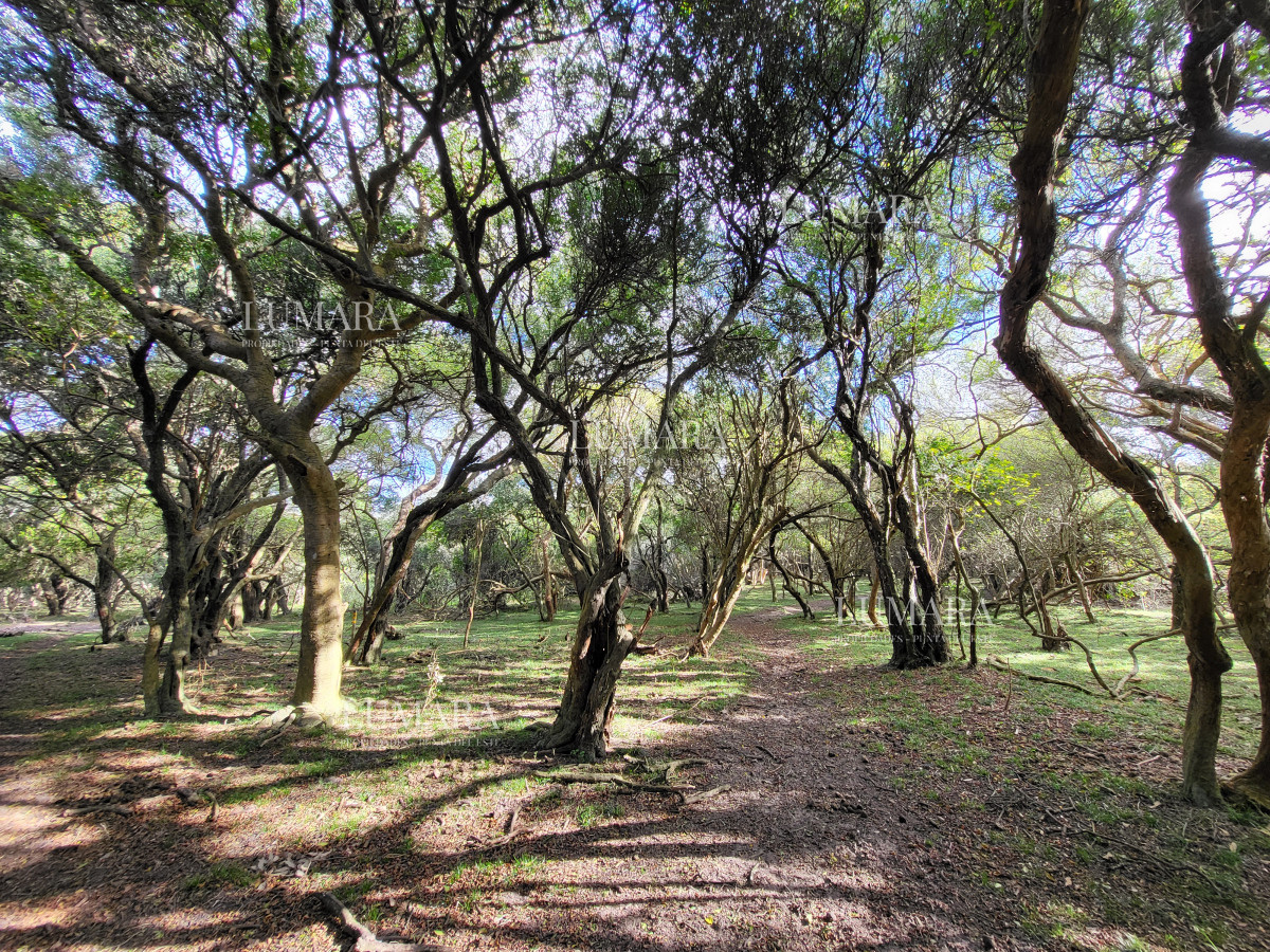 Chacra ID.3079 - CHACRA SOBRE LAGUNA ANASTASIO JOSE IGNACIO PUNTA DEL ESTE
