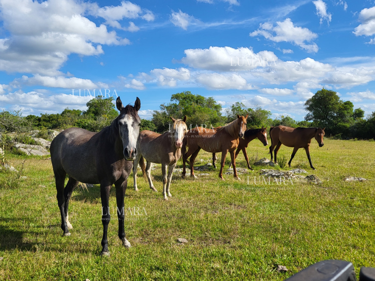 Chacra ID.3072 - Chacras de la Capilla - Pueblo Edén. Punta del Este, Uruguay