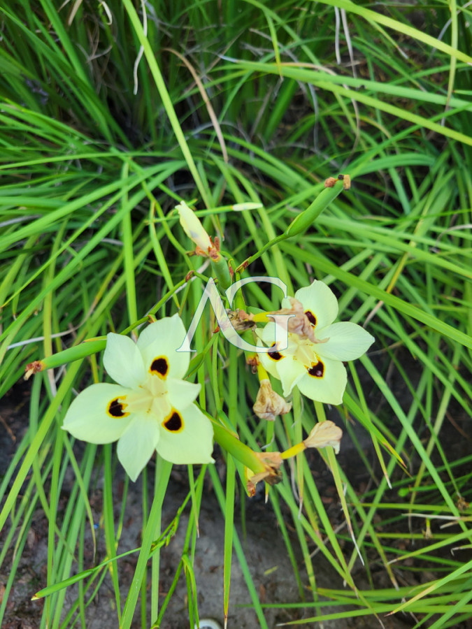 Chacra ID.475 - Chacras de la Capilla - Pueblo Edén. Punta del Este, Uruguay