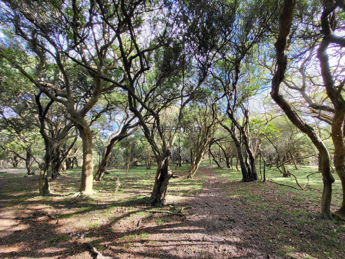 CHACRA SOBRE LAGUNA ANASTASIO JOSE IGNACIO PUNTA DEL ESTE — foto 5