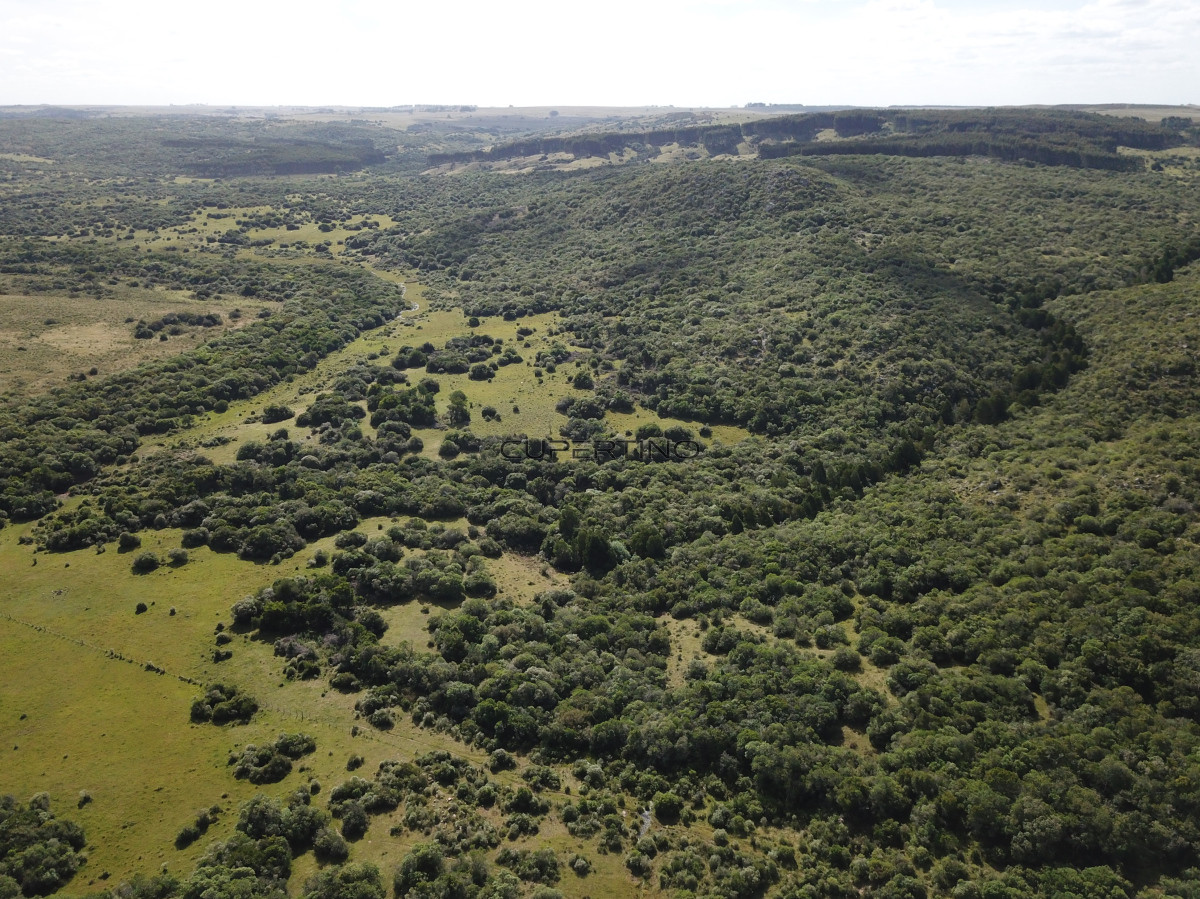 Campo Ref.350 - VENTA CAMPO 1.037 HECTAREAS SIERRAS DE LAVALLEJA