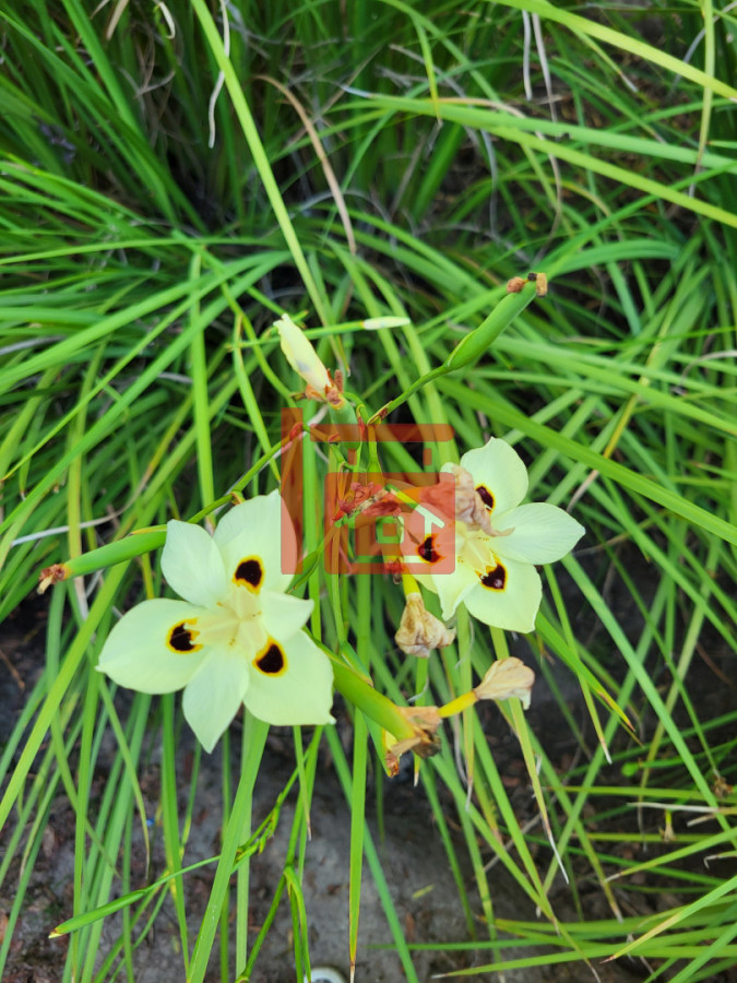 Chacra ID.411 - Chacras de la Capilla - Pueblo Edén. Punta del Este, Uruguay