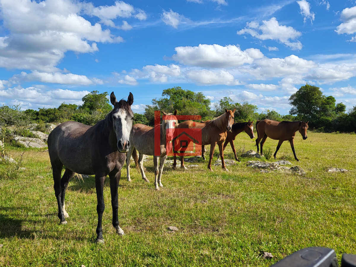 Campo Ref.542 - VENTA CAMPO 1.037 HECTAREAS SIERRAS DE LAVALLEJA