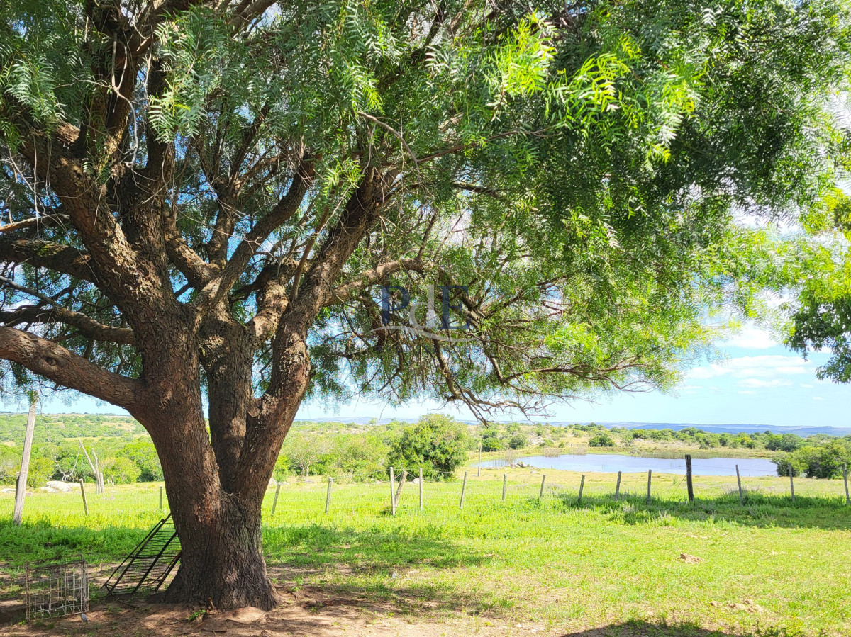 Sierras de Lavalleja | Polanco | Campo en venta | 1.033 hectáreas - Imagen 24