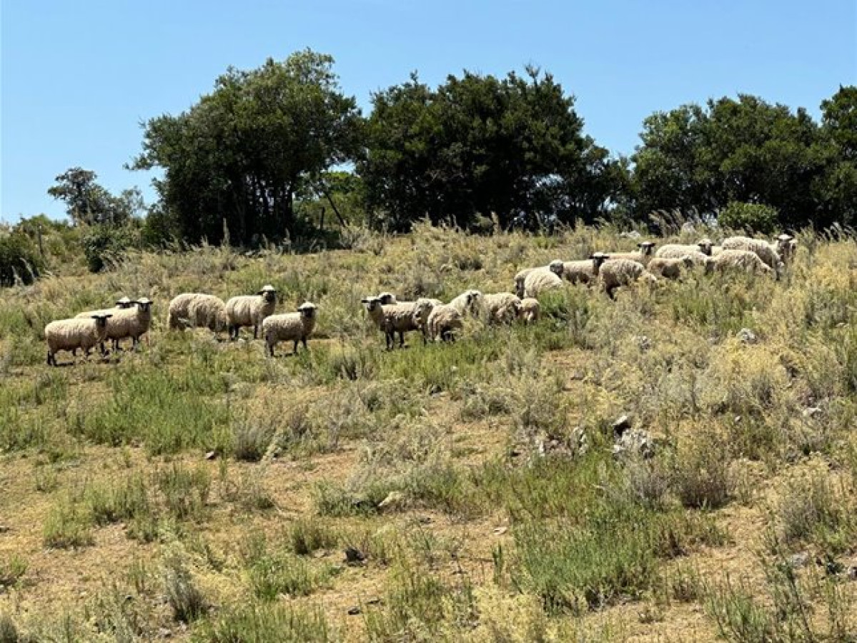 Zona Rural - GoPunta - Portal Inmobiliario de Punta del Este - Maldonado