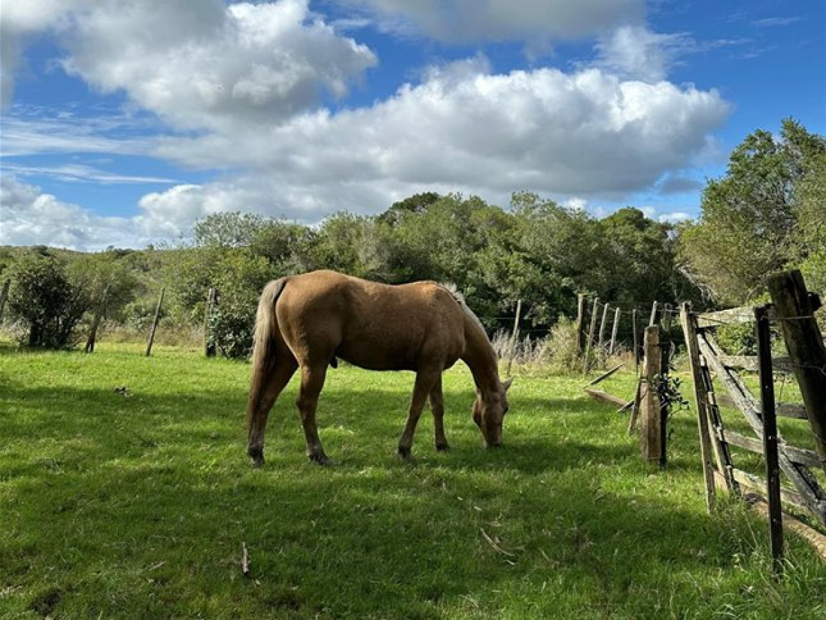 Zona Rural - GoPunta - Portal Inmobiliario de Punta del Este - Maldonado