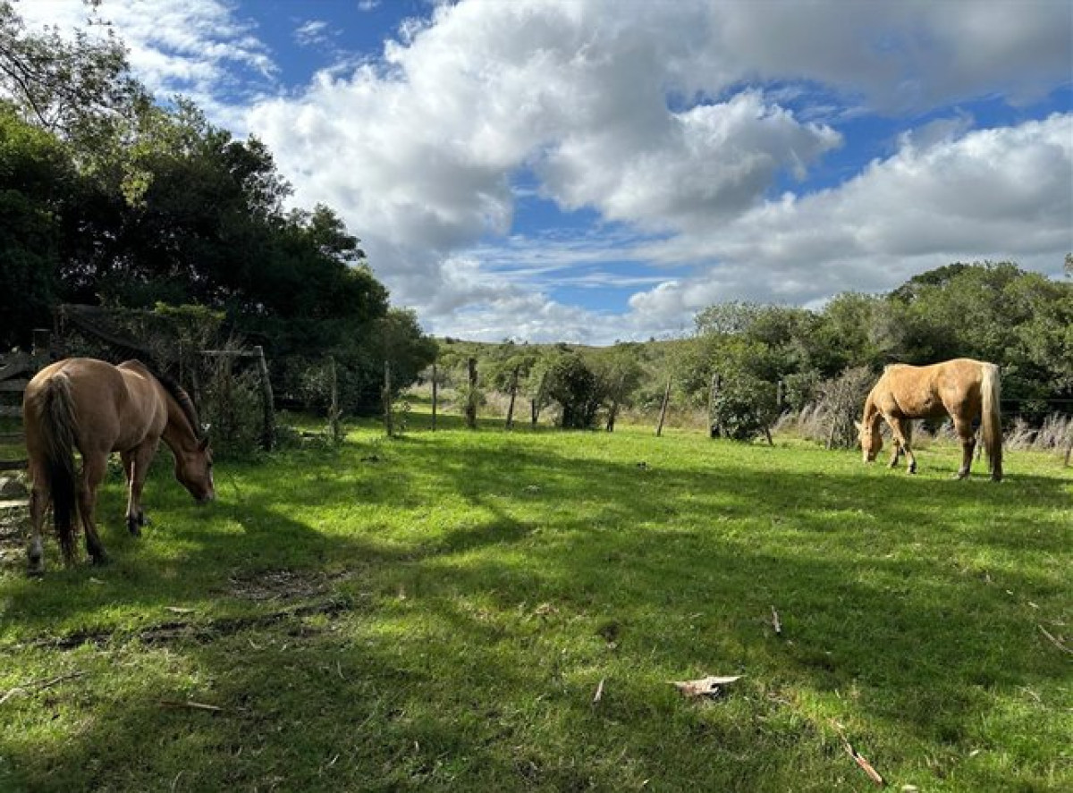 Zona Rural - GoPunta - Portal Inmobiliario de Punta del Este - Maldonado