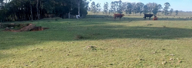 VENTA CAMPO 213,9 HAS CON COSTA SOBRE ARROYO YAGUARÍ, RIVERA