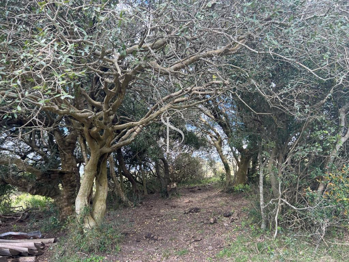 Chacra ID.149 - Chacra de 5 hts en Carape 