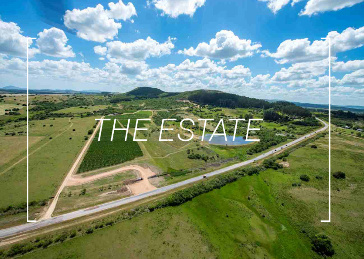 Chacra ID.1672 - Venta parcelas de 5 hectáreas en Viña Edén Private Vineyards.  Punta del Este