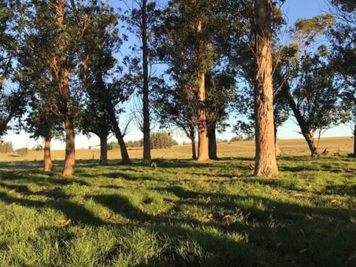 Chacra ID.2245 - Chacra de 5htás a la venta en Ruta 39 San Carlos