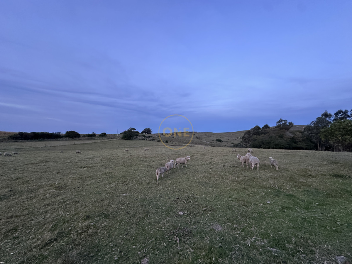 Chacra ID.1694 - Venta Chacra 50 hectáreas Punta de San Francisco Maldonado