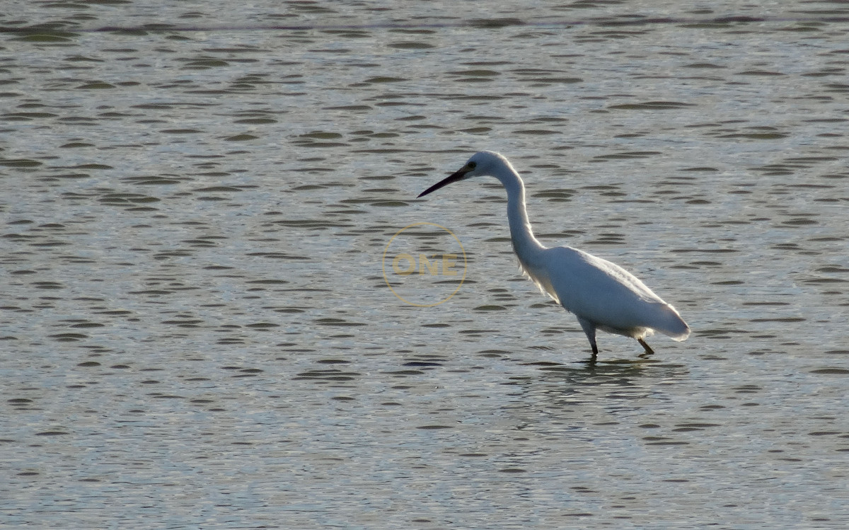 Chacra ID.1699 - Hermosa Chacra a 20 minutos de Punta del Este 