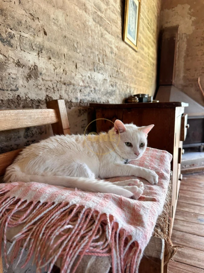 Chacra ID.2020 - Chacra con muelle a Laguna del Sauce