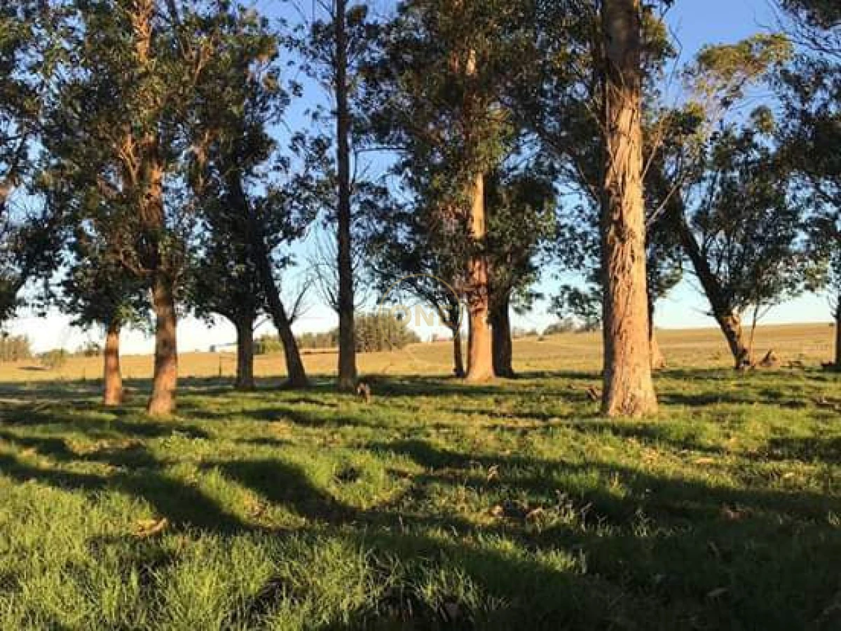 Chacra ID.2245 - Chacra de 5htás a la venta en Ruta 39 San Carlos