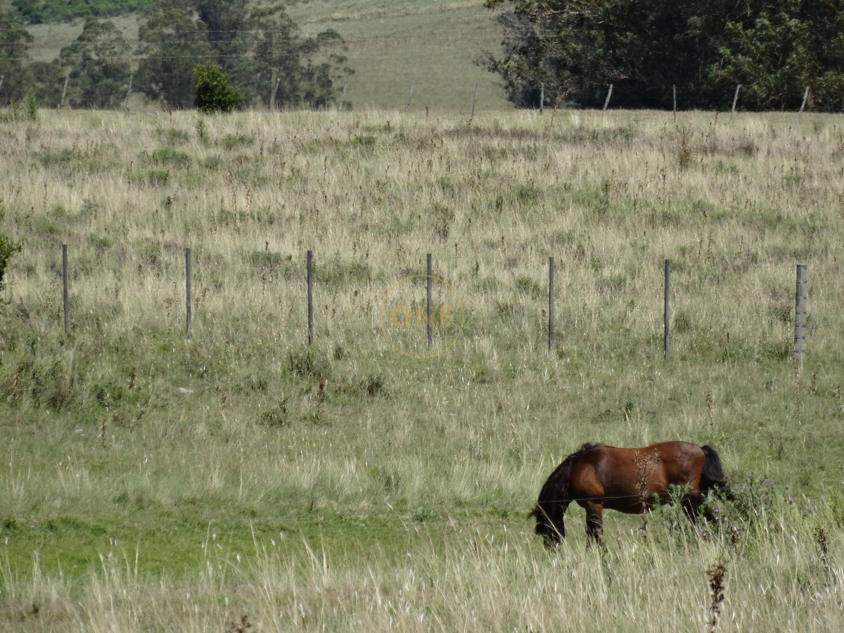Chacra ID.1699 - Hermosa Chacra a 20 minutos de Punta del Este 