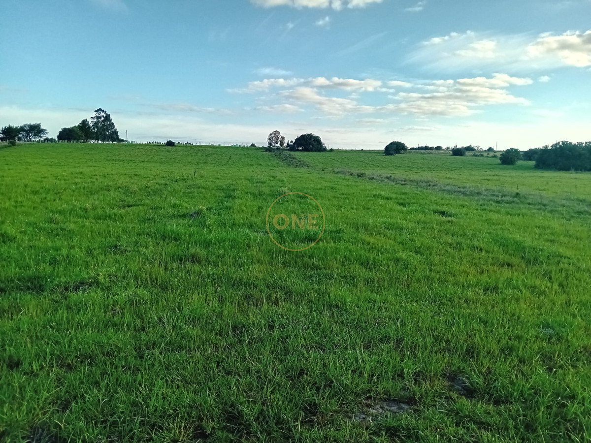 Chacra ID.1619 - Chacra 12 hectáreas con vivienda en Cañada Bellaca San Carlos