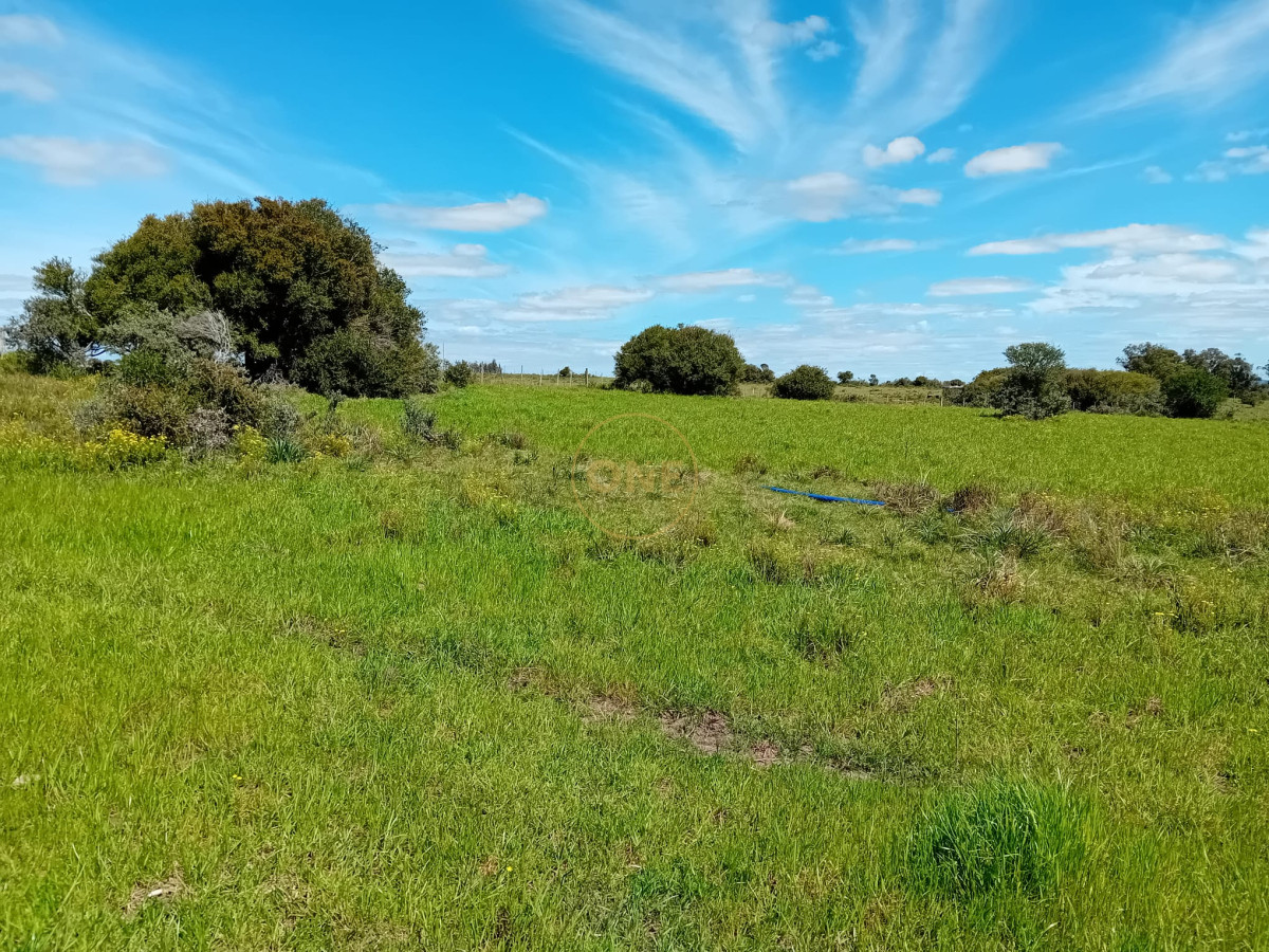 Chacra ID.1619 - Chacra 12 hectáreas con vivienda en Cañada Bellaca San Carlos