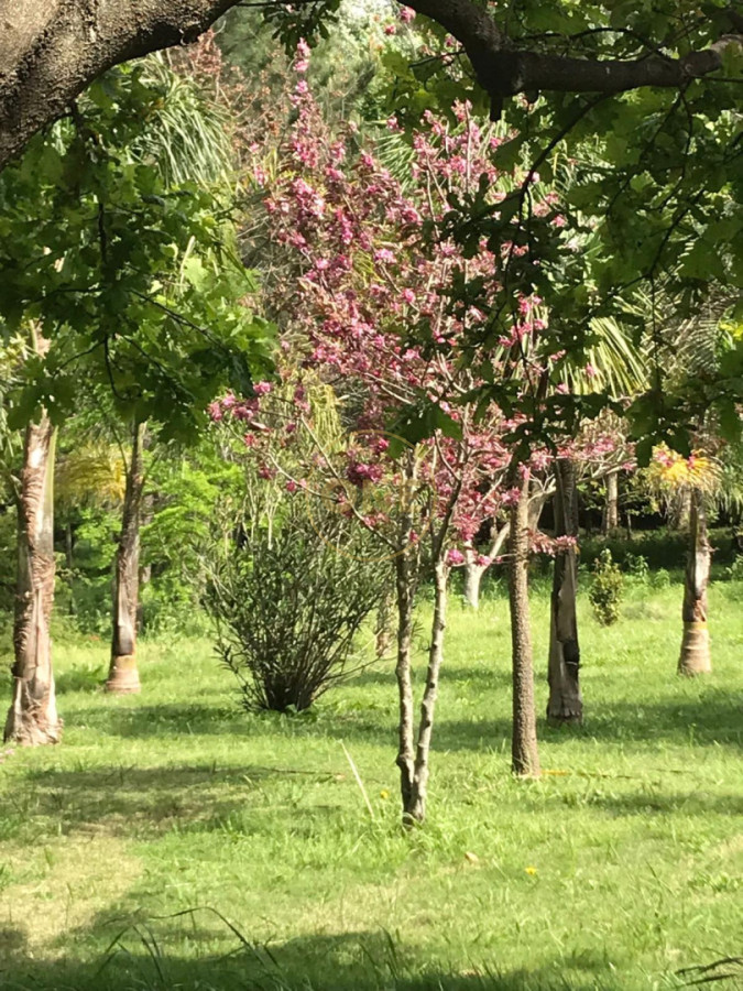 Chacra ID.2343 - Chacra Ruta 12