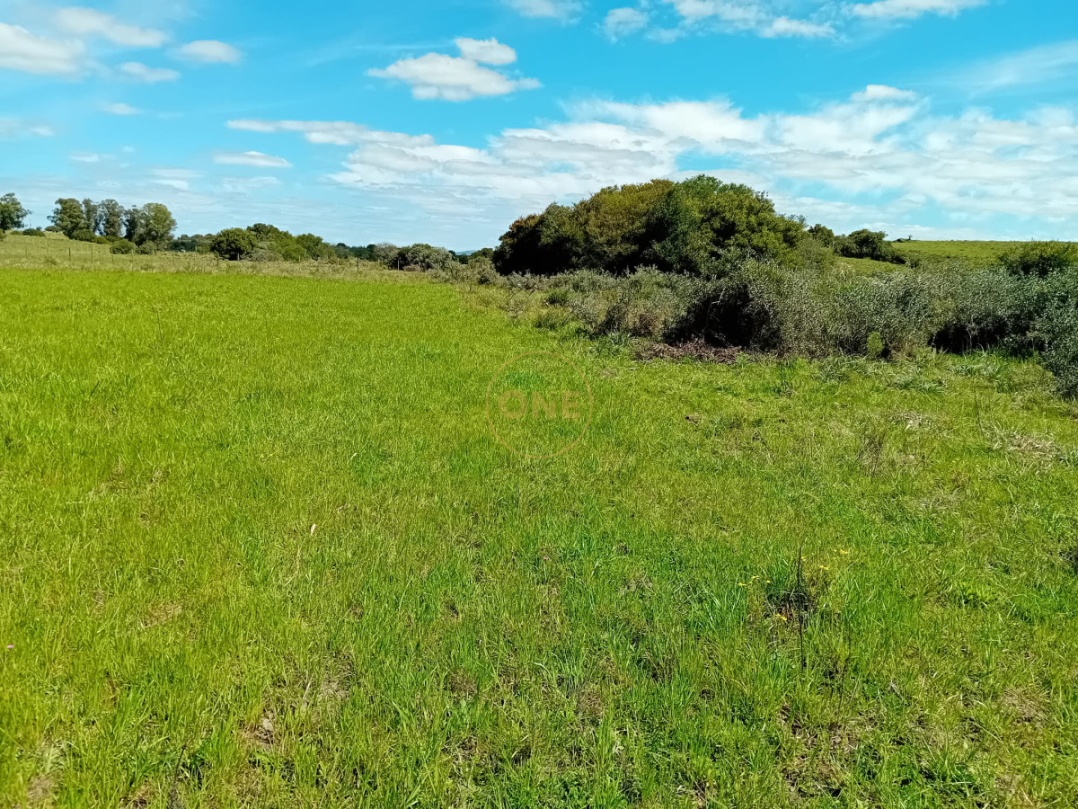 Chacra ID.1619 - Chacra 12 hectáreas con vivienda en Cañada Bellaca San Carlos