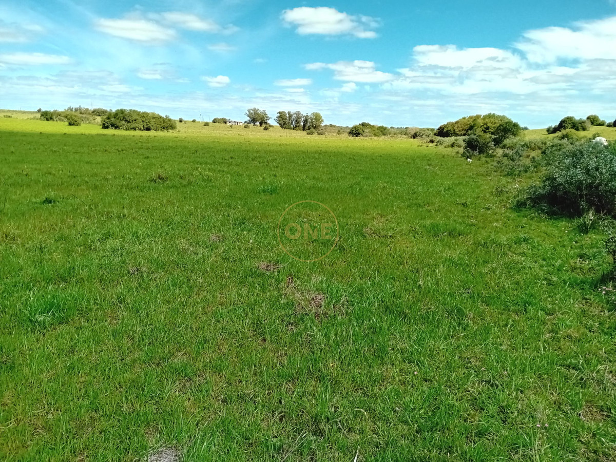 Chacra ID.1619 - Chacra 12 hectáreas con vivienda en Cañada Bellaca San Carlos