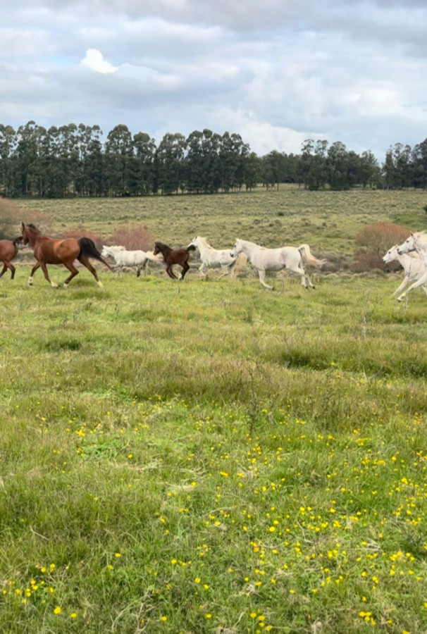 Chacra ID.2259 - Chacra 74 hás productivas a 30 de Manantiales