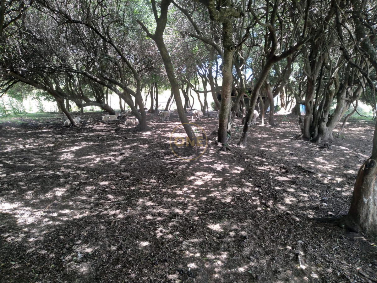 Chacra ID.1598 - Chacra en venta de  5 hectáreas en Pan de Azúcar Piriapolis