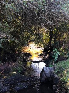 venta campo de 56 hectáreas en  lavalleja villa serrana - rog1601p