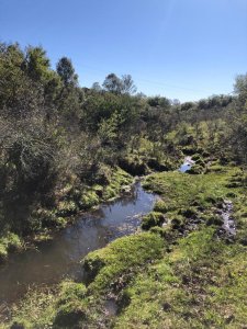 venta campo de 56 hectáreas en  lavalleja villa serrana - rog1601p