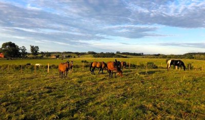 venta campo de 56 hectáreas en  lavalleja villa serrana - rog1601p