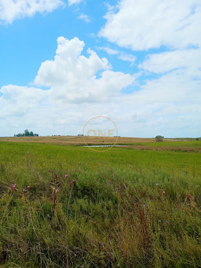 Campo Ref.1575 - venta de Campo de 150 hectáreas en Curva Matonte Florida 