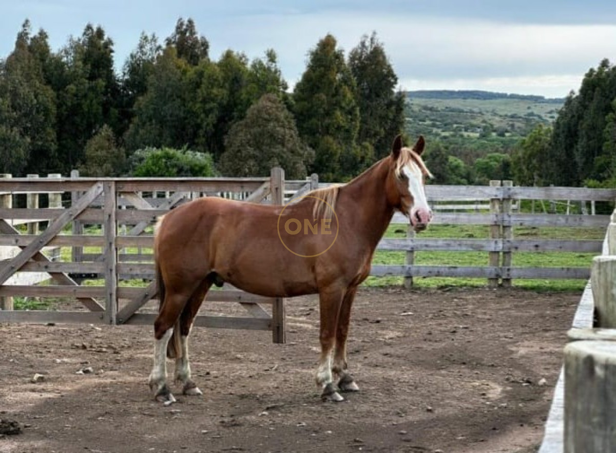 Campo Ref.1582 - Venta Campo de 330 hectáreas en Los Molles Villa Serrana Lavalleja