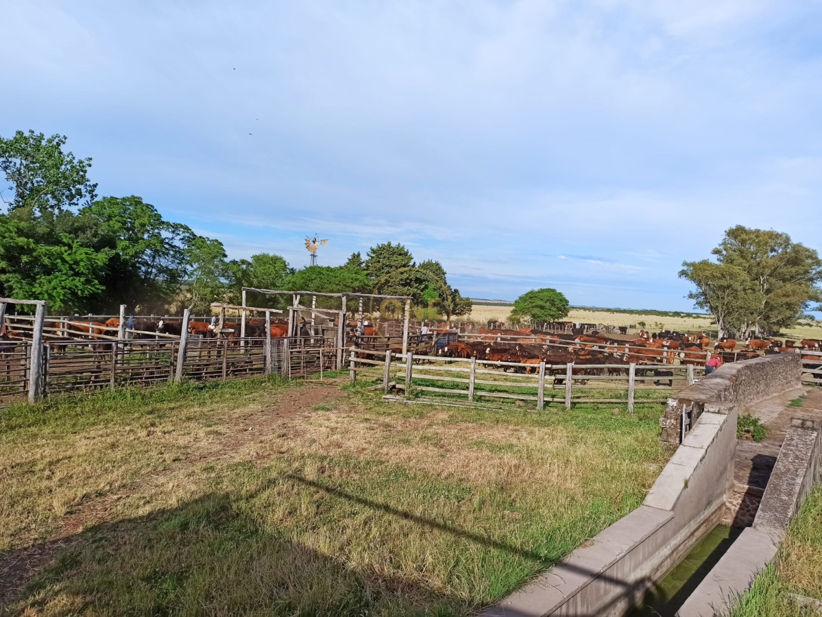 Campo Ref.1815 - Campo Agricola Ganadero en venta 2398 hectáreas en Artigas Uruguay 