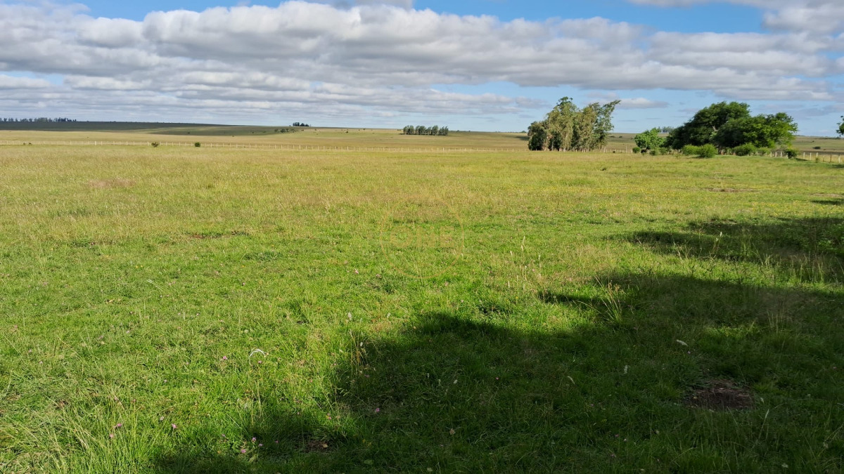 Campo Ref.1815 - Campo Agricola Ganadero en venta 2398 hectáreas en Artigas Uruguay 