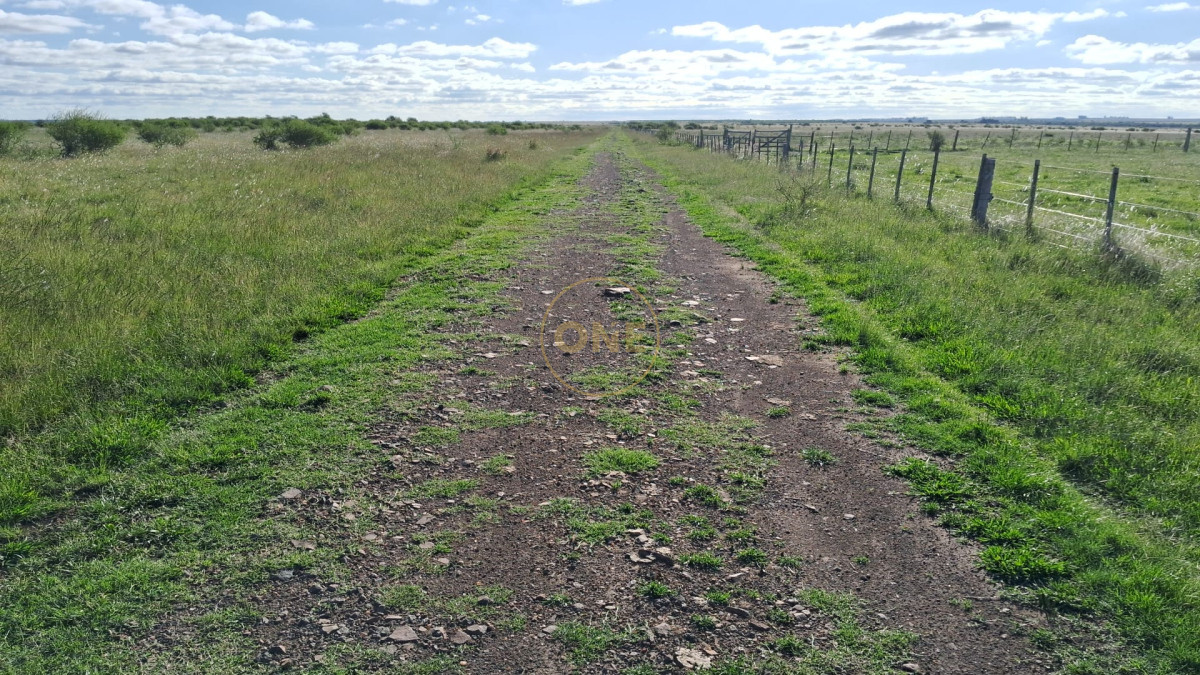 Campo Ref.1815 - Campo Agricola Ganadero en venta 2398 hectáreas en Artigas Uruguay 