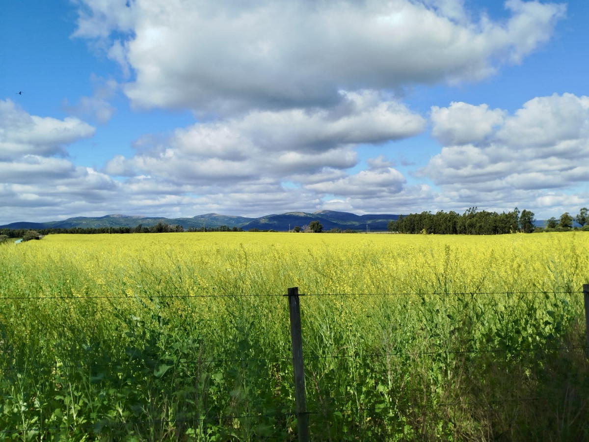 Campo en Solís de Mataojo 34 hectáreas con arroyo y casa a la venta 