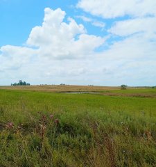 Oportunidad Campo Productivo en Florida 150 hectareas.