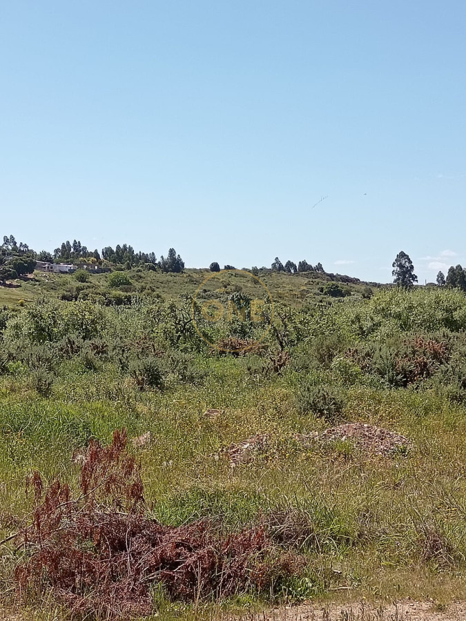 Terreno ID.1651 - Terreno en venta 65.000 m2 frente a la terminal de ómnibus de Minas