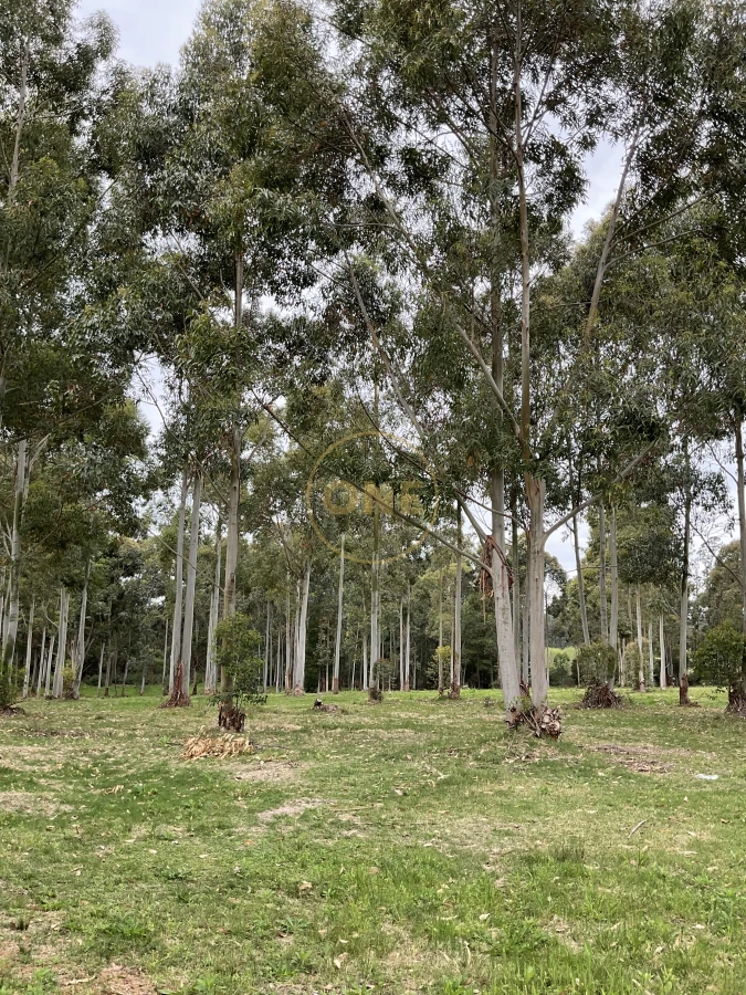Terreno ID.1968 - Terreno en Chacras del pinar