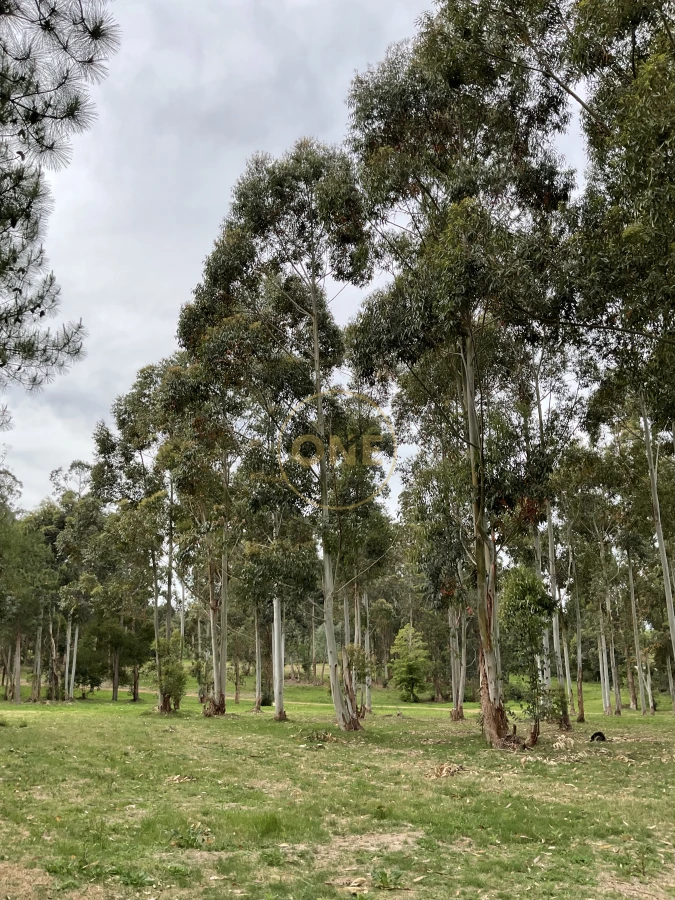 Terreno ID.1968 - Terreno en Chacras del pinar