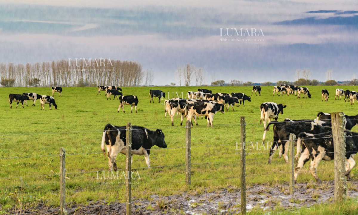 Campo Ref.3463 - CAMPO AGRICOLA GANADERO